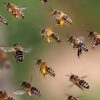 Biavlerhandsker i kolæder og lange kanvas ærmer