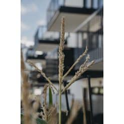 Sukkermajs 'Sweet Nugget' F1 - Billede 4