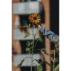 Solsikke, Velvet Queen, Organic - Billede 3