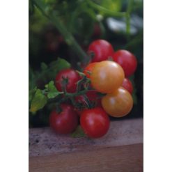 Kirsebærtomat Veranda Red F1 7 Kirsebærtomat Veranda Red F1 Pottetomaten 'Veranda Red' F1 er en lille kirsebærtomat med røde frugter, som har en udsøgt, sød smag. Tomaterne sidder på korte klaser. Kort udviklingstid mellem såning og første høst. Selvom planten er lille, giver den en høst på 75 tomater i kirsebærstørrelse i løbet af en sommer. Sorten er resistent over for svampesygdomme. 'Veranda Red' F1 kan dyrkes i lille potte i drivhus, på balkon og altan. Den kan også dyrkes og høstes året rundt i et varmt og solrigt vindue indendørs (med ekstra belysning om vinteren). Kan også dyrkes i Harvy. 'Veranda Red' F1 er en lav tomat, der er let at dyrke og ikke har brug for plantestøtte. Sorten skal ikke knibes. Kirsebærtomat 'Funnyplums Orange' F1