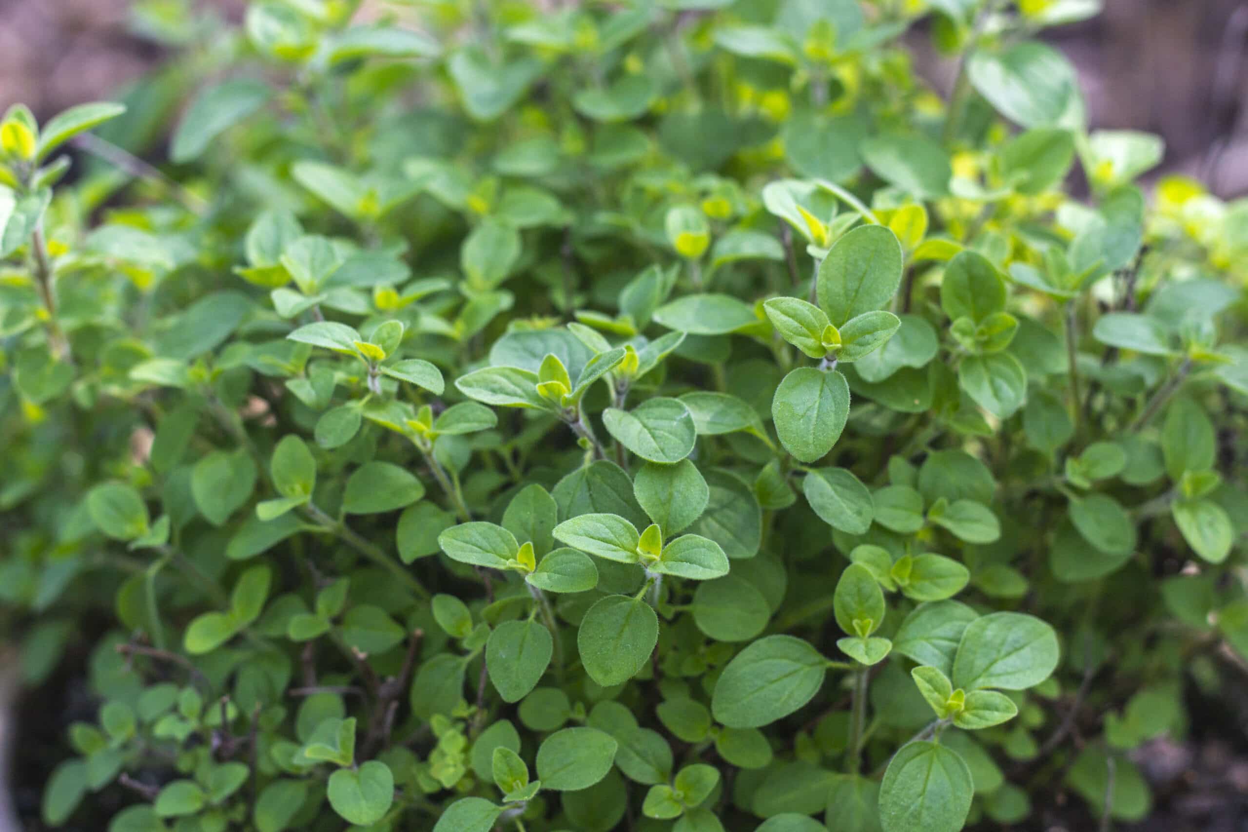 Oregano