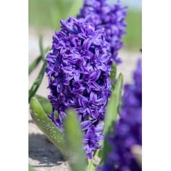 Hyacint 'Double Blue' – Str. 15/16 50 stk