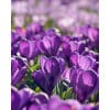 Crocus Flower Record – str. 8/9