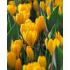 Crocus Golden Yellow – str. 8/9