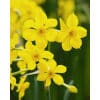 Narcissus 'Baby Boomer' – Str. 10/12
