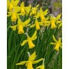Narcissus 'February Gold' – Str. 14/16