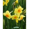 Narcissus 'Golden Dawn' – Str. 12/14