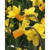 Narcissus 'Jetfire' – Str. 14/+ 100 stk.