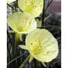 Påskeliljer BOTANICAL Narcissus 'Julia Jane' – Str. 5/+ 100 stk.