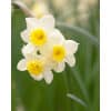 Narcissus 'Minnow' – Str. 12/14