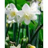 Narcissus 'Pueblo' – Str. 12/14