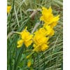 Narcissus 'Quail' – Str. 12/14 100 stk. 1 Narcissus 'Pueblo' – Str. 12/14 <p data-start="99" data-end="231"><strong data-start="100" data-end="165">Narcissus Pueblo – Fin botanisk narcis med cremegule blomster</strong><br data-start="165" data-end="168" />Lav forårsfavorit til krukker, stenbede og naturalisering.</p> Narcissus 'Quail' – Str. 12/14