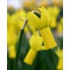 Narcissus 'Rapture' – Str. 10/12