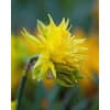 Narcissus 'Rip van Winkle' – Str. 10/12