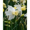 Narcissus 'Sailboat' – Str. 12/14