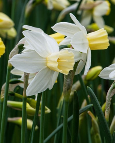 Narcissus 'Sailboat' – Str. 12/14