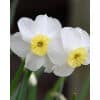 Påskelilje Narcissus 'Segovia' – Str. 12/14 100 stk.