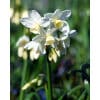 Påskelilje Narcissus 'Silver Chimes' – Str. 15/17 100 stk.