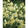 Narcissus 'Sun Disc' – Str. 10/12 100 stk. 2 Narcissus 'Sunlight Sensation' – Str. 12/14 <strong data-start="104" data-end="183">Narcissus Sunlight Sensation – Lysende forårsgul narcis til have og krukker</strong><br data-start="183" data-end="186" />En elegant botanisk narcis med friske gule blomster i april. Let at dyrke og velegnet til naturalisering. Narcissus 'Sun Disc' – Str. 10/12