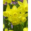 Narcissus 'Sunlight Sensation' – Str. 12/14