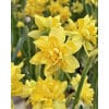 Narcissus 'Tête Bouclé' – Str. 11/12