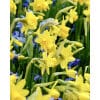 Narcissus 'Tête-à-Tête' – Str. 14/16 100 stk. 2 Narcissus 'Tête Bouclé' – Str. 11/12 <strong data-start="97" data-end="159">Narcissus Tête Bouclé – Kompakt, gul og fyldt med blomster</strong><br data-start="159" data-end="162" />Flerblomstret dværgnarcis, perfekt til krukker, bede og naturalisering. Narcissus 'Tête-à-Tête' – Str. 14/16