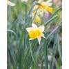 Narcissus 'Lobularis' – Str. 5/6