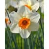 Narcissus 'Barrett Browning' – Str. 14/16