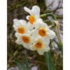 Narcissus 'Geranium' – Str. 12/14