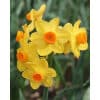 Narcissus 'Grand Soleil d'Or' – Str. 15/17 50 stk. 2 Narcissus 'Paperwhite' – Str. 15/16 <p data-start="161" data-end="320"><strong data-start="145" data-end="210">Narcissus Paperwhite – Duftende hvid vinterblomstrende narcis</strong><br data-start="210" data-end="213" />Elegant indendørs narcis med rene hvide blomster – perfekt til krukker, potter og snit.</p> Narcissus 'Grand Soleil d'Or' – Str. 15/17