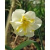 Narcissus 'Lemon Beauty' – Str. 12/14 100 stk. 2 Narcissus 'Orangery' – Str. 12/14 <p data-start="161" data-end="320"><strong data-start="184" data-end="244">Narcissus Orangery – Iøjnefaldende med delt orange krone</strong><br data-start="244" data-end="247" />En raffineret og velduftende påskelilje med kontrastfulde farver – perfekt til både krukker og blomsterbede.</p> Narcissus 'Lemon Beauty' – Str. 12/14