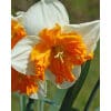 Narcissus 'Orangery' – Str. 14/16 100 stk. 1 Narcissus 'Orangery' – Str. 12/14 <p data-start="161" data-end="320"><strong data-start="184" data-end="244">Narcissus Orangery – Iøjnefaldende med delt orange krone</strong><br data-start="244" data-end="247" />En raffineret og velduftende påskelilje med kontrastfulde farver – perfekt til både krukker og blomsterbede.</p> Narcissus 'Orangery' – Str. 14/16
