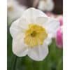Narcissus 'Slice of Life' – Str. 12/14