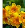 Narcissus 'Slice of Life' – Str. 12/14 100 stk. 1 Narcissus 'Papillon Blanc' – Str. 12/14 <p data-start="161" data-end="320"><strong data-start="156" data-end="225">Narcissus Papillon Blanc – Elegant og økologisk med frynset krone</strong><br data-start="225" data-end="228" />En særlig og stilren forårsbebuder, der pryder haven med sine hvide blomster og delikate form.</p> Narcissus 'Slice of Life' – Str. 12/14