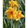 Narcissus 'Kedron' – Str. 12/14