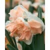 Narcissus 'Apricot Whirl' – Str. 12/14