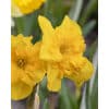 Narcissus 'Yellow Parrot' – Str. 12/14