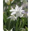 Narcissus Triandrus 'Thalia' – Str. 12/14