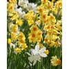 Narcissus Botanisk – Blandede sorter, str. 12/14