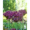 Allium atropurpureum str. 10/+ 100 stk.