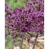 Allium Firmament str. 8/+ 100 stk.
