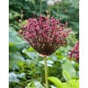 Allium Magic str. 12/14 100 stk.