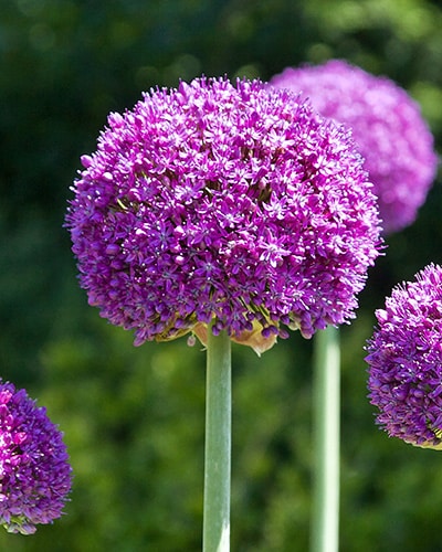 Allium