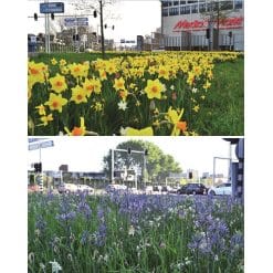 Blomsterløgsblanding ‘Kent’ – Lang blomstring – 1 m²