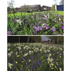 Blomsterløgsblanding ‘Leerdam’ – Lang blomstring – 1 m² Blomsterløgsblanding ‘Leerdam’ er en flot og varieret forårsblanding, der kombinerer flere forskellige typer blomsterløg og giver lang blomstring fra februar helt frem til maj. Blomstringen starter tidligt med krokus i blandede farver, som bringer de første farver frem i haven. Herefter følger perlehyacinter (Muscari), forskellige botaniske tulipaner og hvide narcisser, som tilsammen sørger for et skiftende og spændende blomsterflor gennem foråret. Planterne varierer i højden fra omkring 10 til 30 cm, hvilket giver et naturligt lagdelt udtryk med forskellige blomsterformer, farver og højder. ‘Leerdam’ er flerårig, så blomsterløgene kan komme igen år efter år. Blandingen er velegnet til bede, rabatter og mere naturprægede beplantninger. Blandingen er sammensat til beplantning af ca. 1 m².