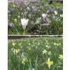 Blomsterløgsblanding ‘Leiden’ – Naturaliserende blanding – 1 m²