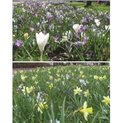 Blomsterløgsblanding ‘Leiden’ – Naturaliserende blanding – 1 m²