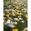 Krokusblanding ‘Lisse’ – Botaniske krokus – 1 m² – Str. 5/+