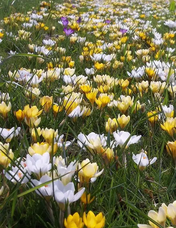 Krokusblanding ‘Lisse’ – Botaniske krokus – 1 m² – Str. 5/+ 2 <h3>Krokusblanding ‘Lisse’ – Botaniske krokus – 1 m² – Str. 5/+</h3> <p class="isSelectedEnd"><strong>Krokusblanding ‘Lisse’</strong> er en smuk og farverig blanding af forskellige <strong>botaniske krokus</strong>, der giver et væld af farver meget tidligt på foråret.</p> <p class="isSelectedEnd">Blomstringen begynder allerede i <strong>februar og fortsætter gennem marts</strong>, hvor de mange krokus skaber et tæt og levende farvespil på et tidspunkt, hvor haven ellers kun lige er ved at vågne efter vinteren.</p> <p class="isSelectedEnd">De botaniske krokus bliver omkring <strong>10 cm høje</strong> og er derfor perfekte til lave forårsbeplantninger. Blandingen er flot i bede og rabatter samt i mere naturlige beplantninger, hvor krokusserne kan fordeles i grupper.</p> <p class="isSelectedEnd">‘Lisse’ er <strong>flerårig</strong>, så krokusserne kan komme igen år efter år og skabe et tilbagevendende farveflor i det tidlige forår.</p> <p class="isSelectedEnd">Blandingen er sammensat til beplantning af ca. <strong>1 m²</strong>.</p> Krokusblanding ‘Lisse’ – Botaniske krokus – 1 m² – Str. 5/+