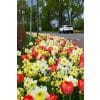 Blomsterløgsblanding ‘Liverpool’ – Narcisser & røde tulipaner – 1 m² 1 <h3>Krokusblanding ‘Lisse’ – Botaniske krokus – 1 m² – Str. 5/+</h3> <p class="isSelectedEnd"><strong>Krokusblanding ‘Lisse’</strong> er en smuk og farverig blanding af forskellige <strong>botaniske krokus</strong>, der giver et væld af farver meget tidligt på foråret.</p> <p class="isSelectedEnd">Blomstringen begynder allerede i <strong>februar og fortsætter gennem marts</strong>, hvor de mange krokus skaber et tæt og levende farvespil på et tidspunkt, hvor haven ellers kun lige er ved at vågne efter vinteren.</p> <p class="isSelectedEnd">De botaniske krokus bliver omkring <strong>10 cm høje</strong> og er derfor perfekte til lave forårsbeplantninger. Blandingen er flot i bede og rabatter samt i mere naturlige beplantninger, hvor krokusserne kan fordeles i grupper.</p> <p class="isSelectedEnd">‘Lisse’ er <strong>flerårig</strong>, så krokusserne kan komme igen år efter år og skabe et tilbagevendende farveflor i det tidlige forår.</p> <p class="isSelectedEnd">Blandingen er sammensat til beplantning af ca. <strong>1 m²</strong>.</p> Blomsterløgsblanding ‘Liverpool’ – Narcisser & røde tulipaner – 1 m²